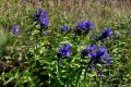fot. G. Szczepaniak