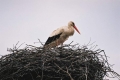 2006_04_23-09