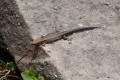 2011-06-23-41