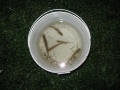 2012-08-31-29