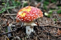 2015_10_19 Przegibek_Rajd 5 Wierch˘w (101)