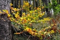 2015_10_19 Przegibek_Rajd 5 Wierch˘w (103)