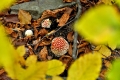 2015_10_24 Pilsko (121)