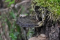 2016_04_17 B_May (31)