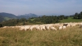 2016_08_03 Pieniny (211)