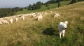 2016_08_03 Pieniny (212)