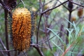 BlueMountains (7)