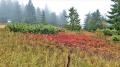 2019-09-29-Babia-Góra-fot.-Tadeusz-Tracz-4